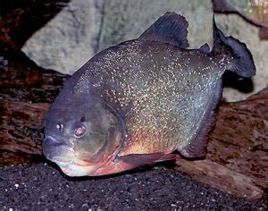 Red-Bellied Piranha: Info Guide with Pictures | Animal-World