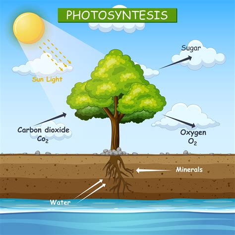 Photosynthesis For Kids Trees