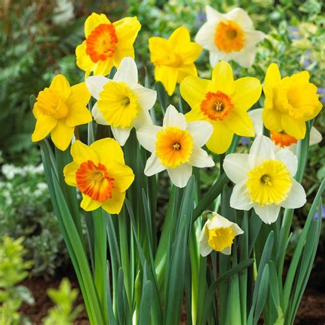 Bloomsz Large Cupped Daffodil Mix Flower Bulb (20-Pack)-07589 - The ...