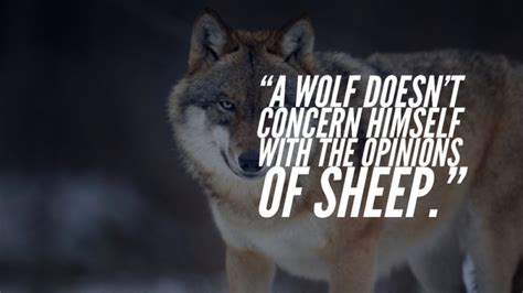 105 Inspirational Quotes About Wolves And Strength (Best)