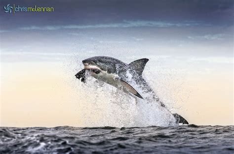 Perfectly Timed Photos of Great White Sharks Breaching