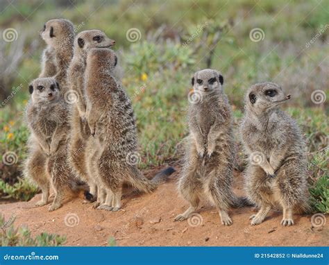 Meerkat family stock photo. Image of nose, desert, gang - 21542852