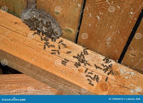 Vespula Vulgaris. Wasp Nest in the Attic of the House Stock Photo - Image of hive, black: 159854610