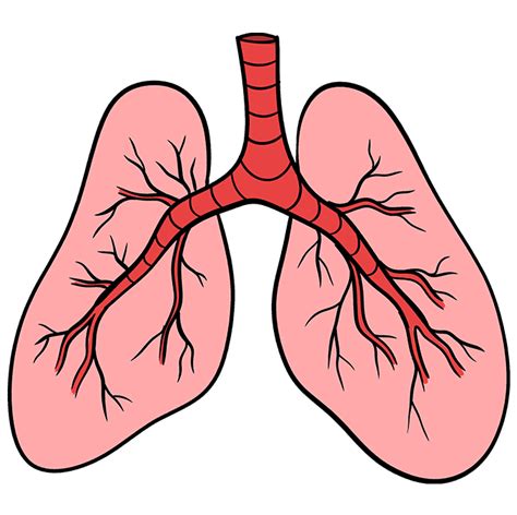 How to Draw Lungs - Really Easy Drawing Tutorial