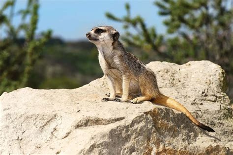 Meerkat – Facts, Size, Habitat, Pictures