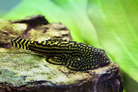 Care Guide for Hillstream Loaches – Housing, Tank Mates, Feeding – Aquarium Co-Op