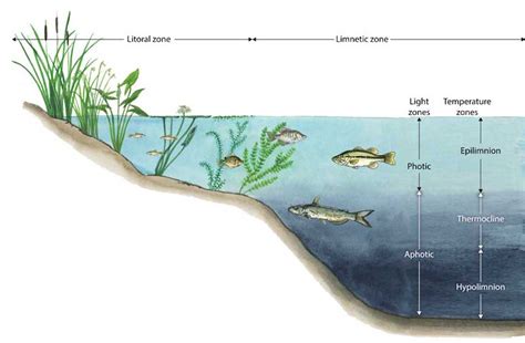 Pond & Lake Zone Identification - Kasco Marine