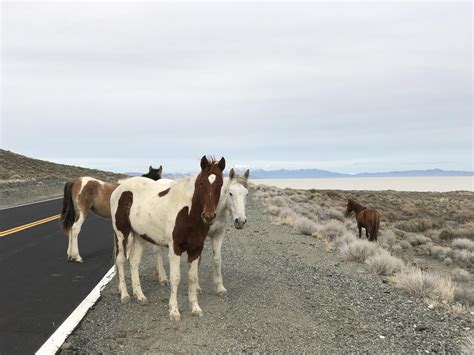 Met some wild friends near the black rock desert today. : r/pics