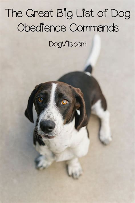 The Great Big List of Dog Obedience Commands (with Video Tutorials ...