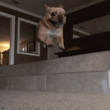 Dog GIFs - Find & Share on GIPHY