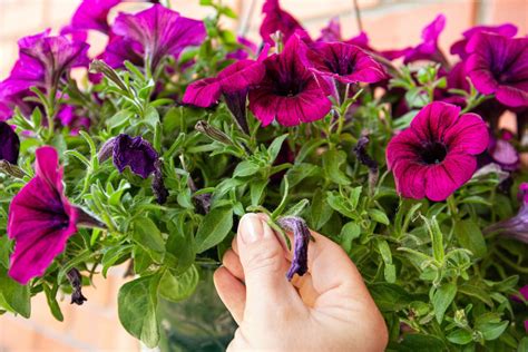 Petunia care tips: watering, pruning & more - Plantura