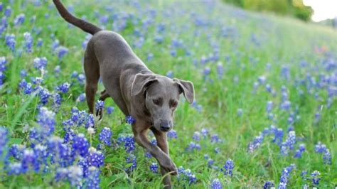 10 Things You Didn’t Know About the Texas Blue Lacy