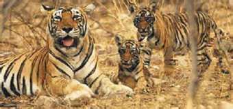 Best Bihar Wildlife Sanctuaries & National Parks