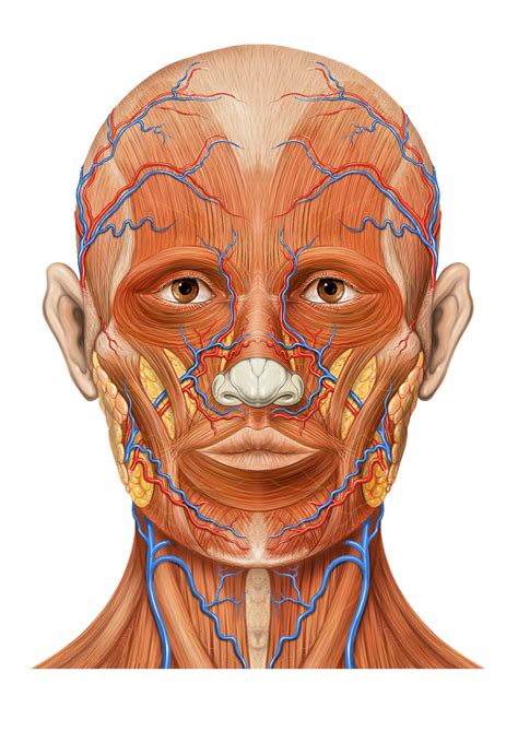 Talaksan:Head ap anatomy.jpg - Wikipedia, ang malayang ensiklopedya