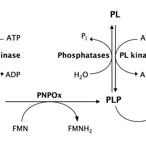 The PLP salvage pathway | Download Scientific Diagram