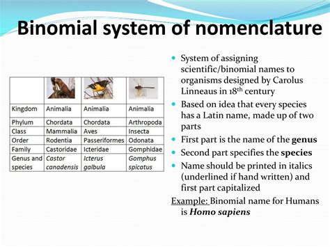 PPT - 5.5: Classification PowerPoint Presentation, free download - ID ...