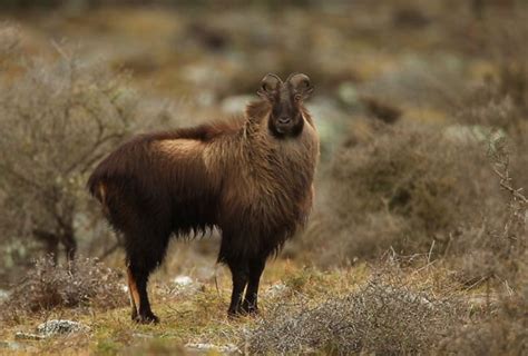 Photo Gallery of Wildlife in Uttarakhand | IndianHoliday.com