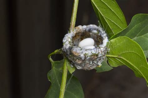 How to Find a Hummingbird Nest | Hunker