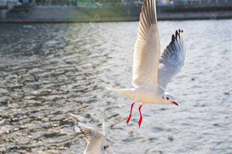 Background Foto Fotografi Burung Camar Terbang, Permukaan Air, Sinar ...