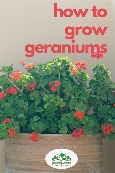 Geranium Care Tips - Growing Geraniums Outdoors Or Indoors | Growing ...