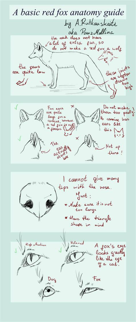 A basic RED FOX anatomy guide by PawzMallina on DeviantArt