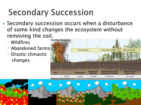 PPT - Aquatic Ecosystems and Succession PowerPoint Presentation, free download - ID:9636402