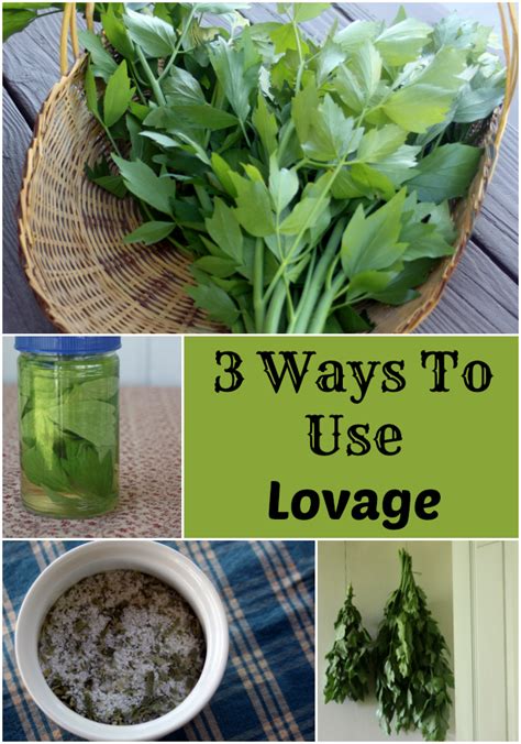 3 Ways to Use Lovage | Garden recipes, Herbs, Medicinal herbs