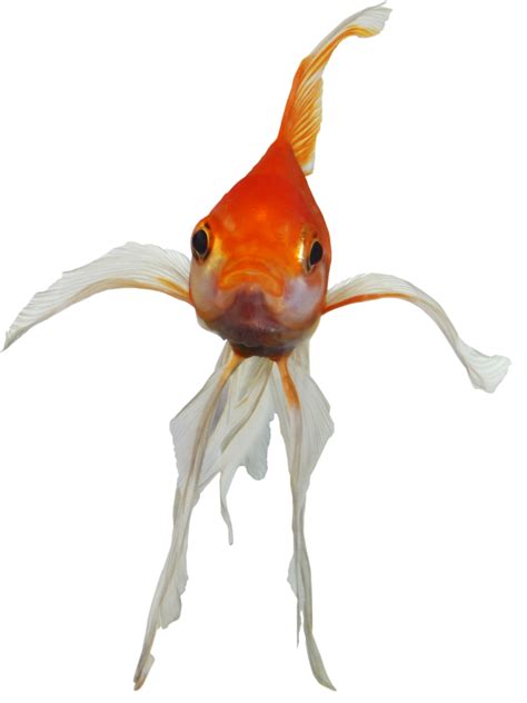 Goldfish PNG