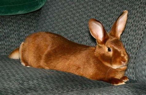 Red rabbit: description species