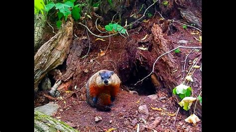 🍃 Groundhog filmed outside deep burrow ~ Observing the Woodchuck in ...