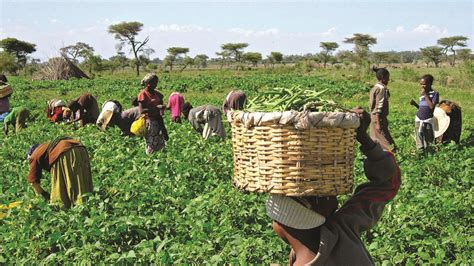 Anchor Borrowers:CBN tasks cotton farmers on prompt repayment of agric