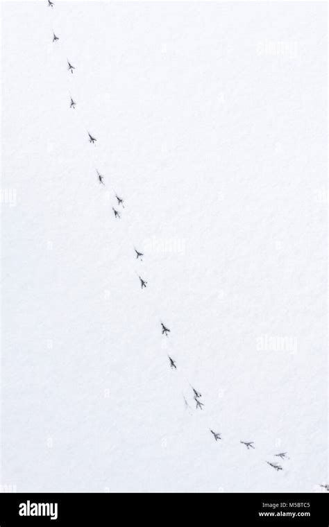 Bird footprints in the snow Stock Photo - Alamy