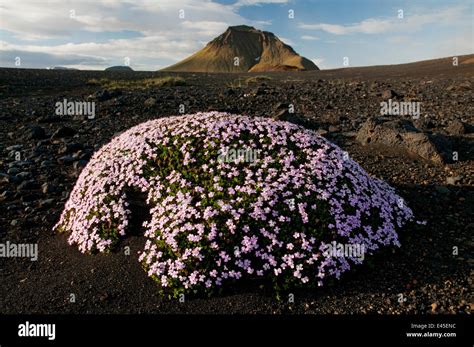 Moss campion (Silene acaulis) Þórsmörk, Iceland, June 2008 Stock Photo ...