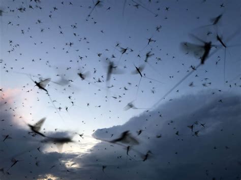 Massive Swarms of Bugs - A Sign of a River on the Mend - Alliance for ...