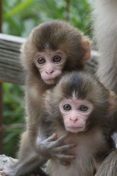 Awaji Monkey Center | Cute monkey, Cute baby monkey, Pet monkey