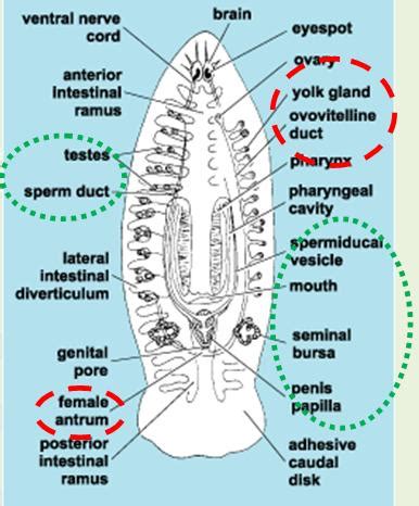 Platyhelminthes: Class Turbellaria