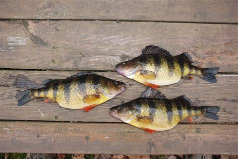 What Are Panfish?