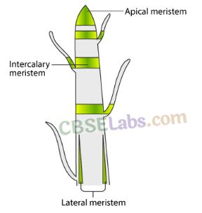 Tissues Class 9 Notes Science Chapter 6 - StudyOnline.blog