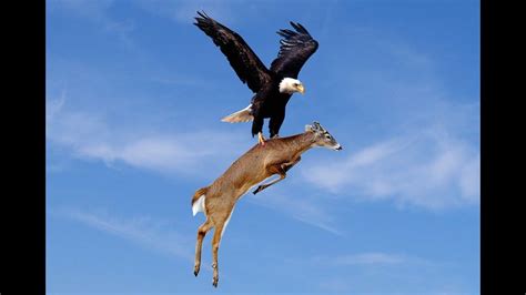 Eagle hunts Deer - YouTube