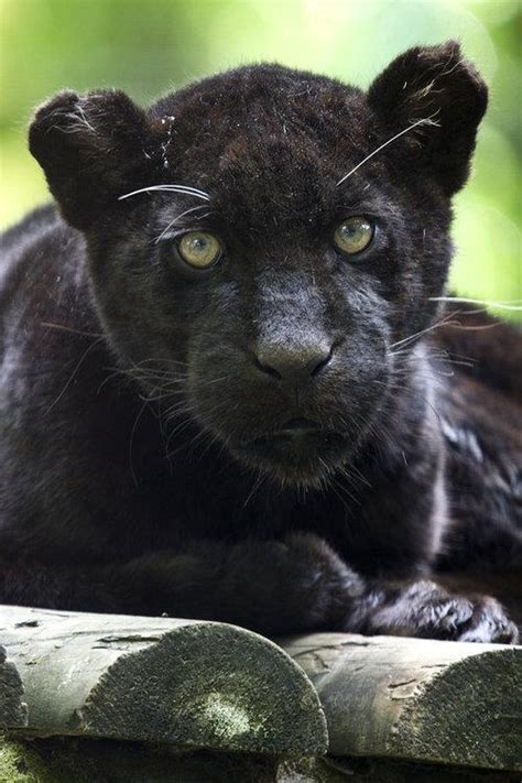 Black panther cub | Lions & Tigers & Bears etc | Pinterest