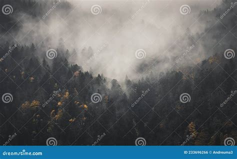 Mysterious Black Forest in the Mist Stock Photo - Image of scenic, landscape: 233696266