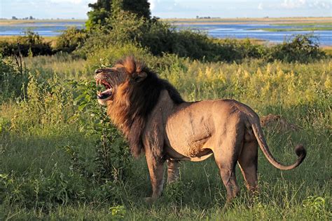 Leul (Panthera leo): regele savanei și obiceiurile sale de vânătoare