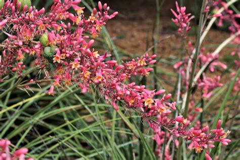 Red Yucca Seeds - Etsy