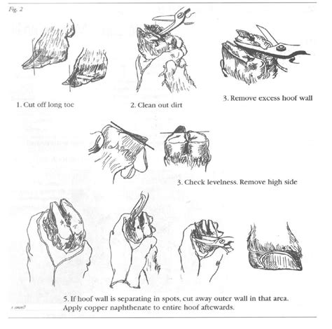 Trimming sheep hooves « Informed Farmers | Sheep farm, Sheep, Farm animals