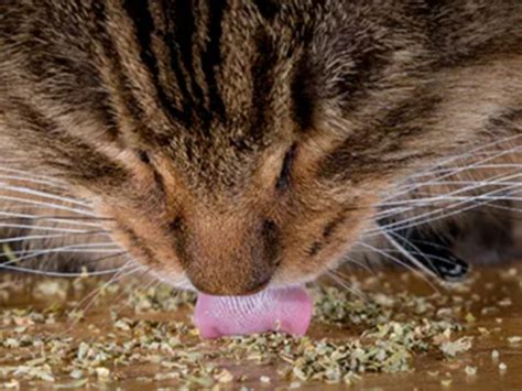 Cat Crack Catnip: $10 Cat-Approved Catnip to Relieve Pet's Anxiety