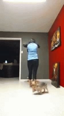 Dog Fails GIFs | Tenor GIF Keyboard