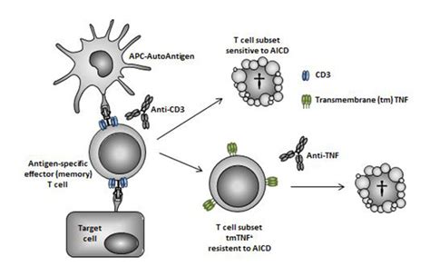 Combination therapies in the context of anti-CD3 antibodies for the ...