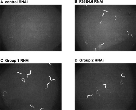 A systematic RNAi screen for longevity genes in C. elegans