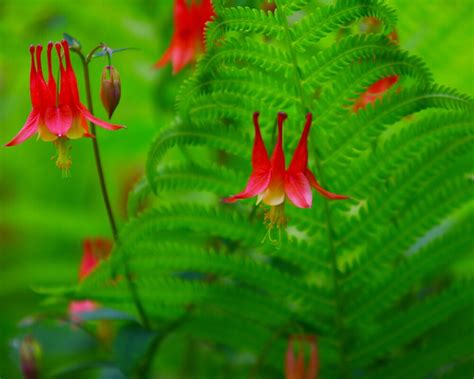 "Flowering Fern" by Brian Dodd | Redbubble