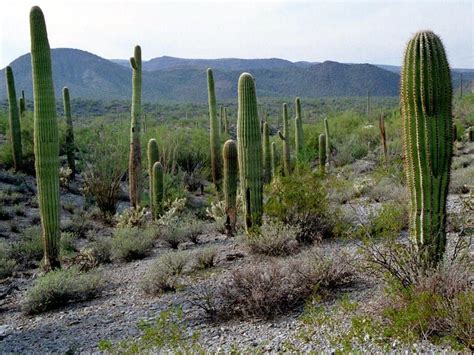 Photos: See the sweeping American landscapes under review by Trump | MPR News